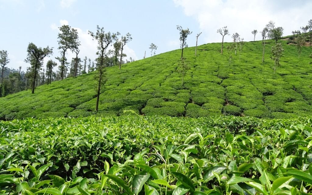 Chikmagalur